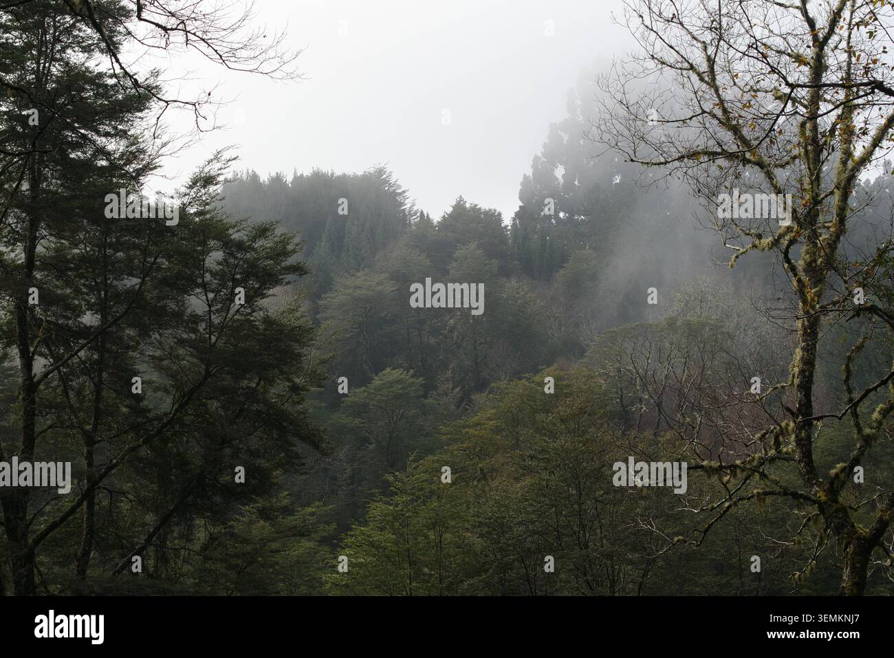 Canopée de forêt indigène brumeuse et brumeuse dans la forêt tropicale tempérée valdivienne du sud du Chili. Banque D'Images