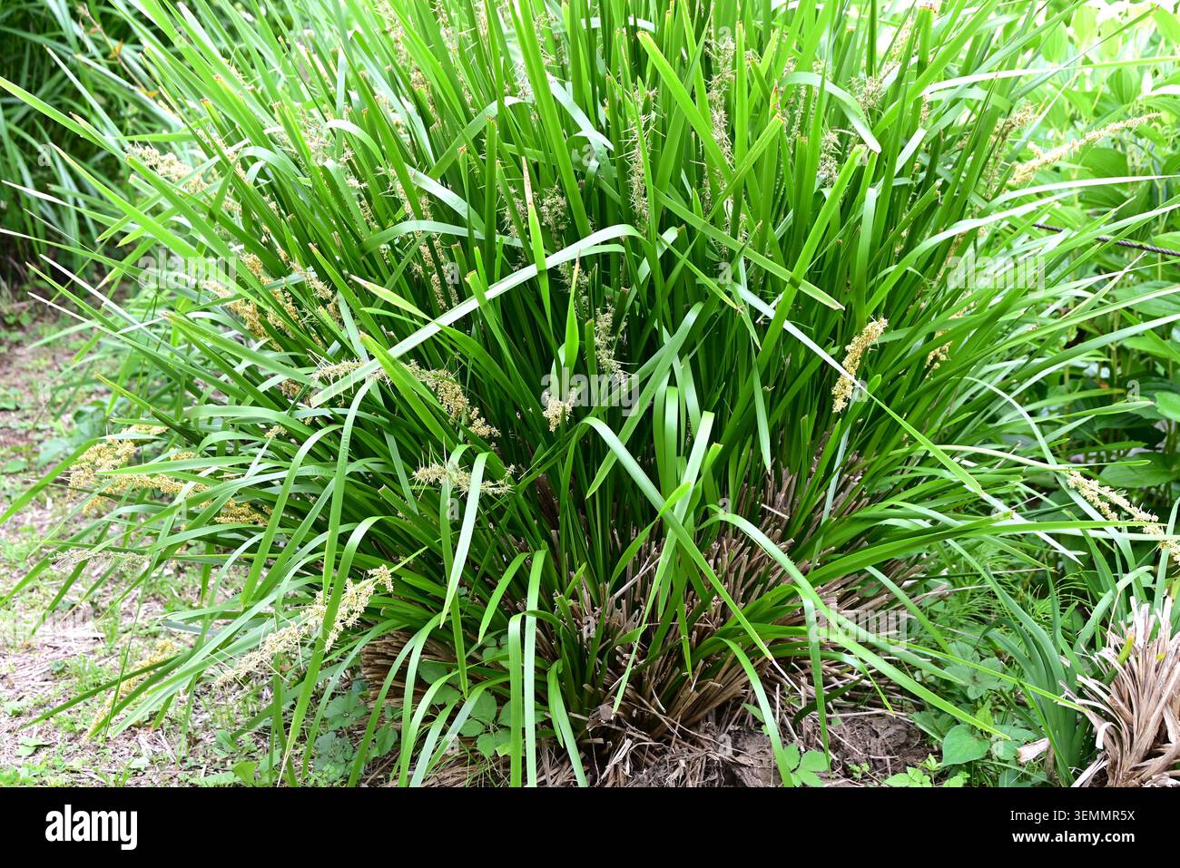 Fleurs de Lomandra longifolia (Spiny-head Mat-Rush). Asparagaceae pérenne à feuilles persistantes. Il produit des fleurs blanches parfumées et crémeuses. Banque D'Images