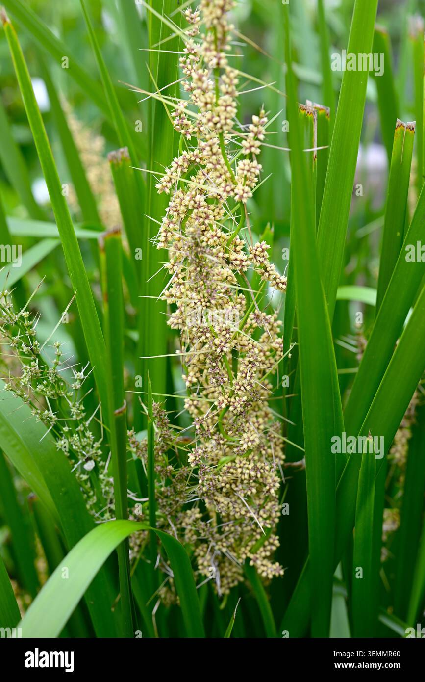 Fleurs de Lomandra longifolia (Spiny-head Mat-Rush). Asparagaceae pérenne à feuilles persistantes. Il produit des fleurs blanches parfumées et crémeuses. Banque D'Images