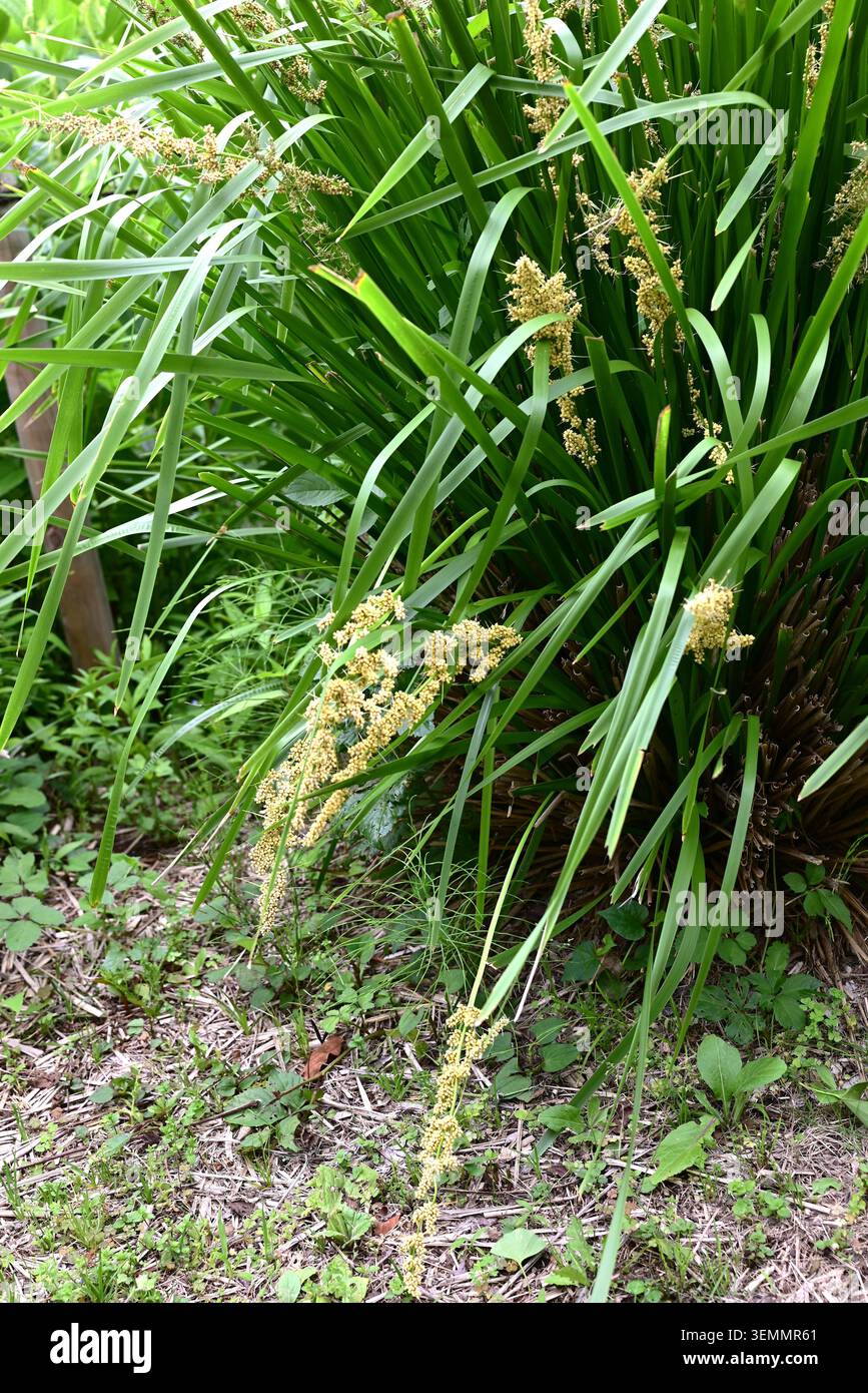 Fleurs de Lomandra longifolia (Spiny-head Mat-Rush). Asparagaceae pérenne à feuilles persistantes. Il produit des fleurs blanches parfumées et crémeuses. Banque D'Images