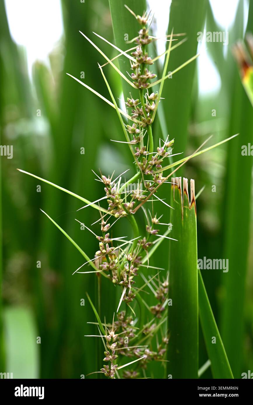 Fleurs de Lomandra longifolia (Spiny-head Mat-Rush). Asparagaceae pérenne à feuilles persistantes. Il produit des fleurs blanches parfumées et crémeuses. Banque D'Images