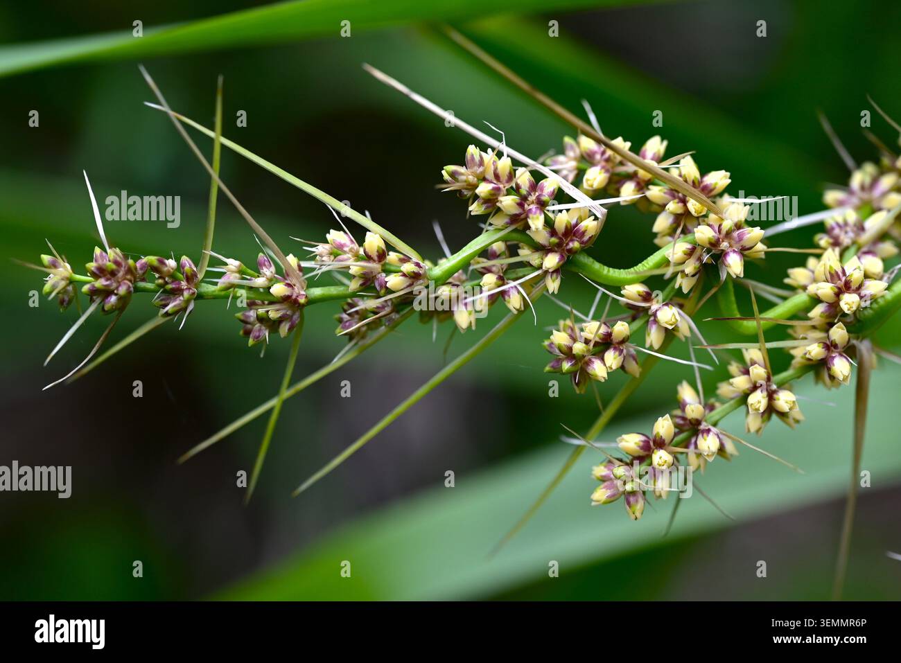 Fleurs de Lomandra longifolia (Spiny-head Mat-Rush). Asparagaceae pérenne à feuilles persistantes. Il produit des fleurs blanches parfumées et crémeuses. Banque D'Images