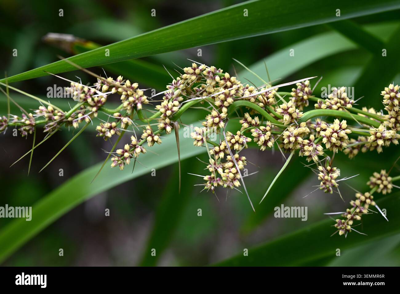 Fleurs de Lomandra longifolia (Spiny-head Mat-Rush). Asparagaceae pérenne à feuilles persistantes. Il produit des fleurs blanches parfumées et crémeuses. Banque D'Images
