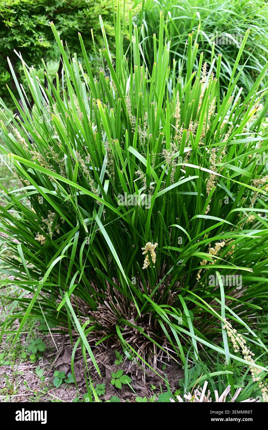 Fleurs de Lomandra longifolia (Spiny-head Mat-Rush). Asparagaceae pérenne à feuilles persistantes. Il produit des fleurs blanches parfumées et crémeuses. Banque D'Images
