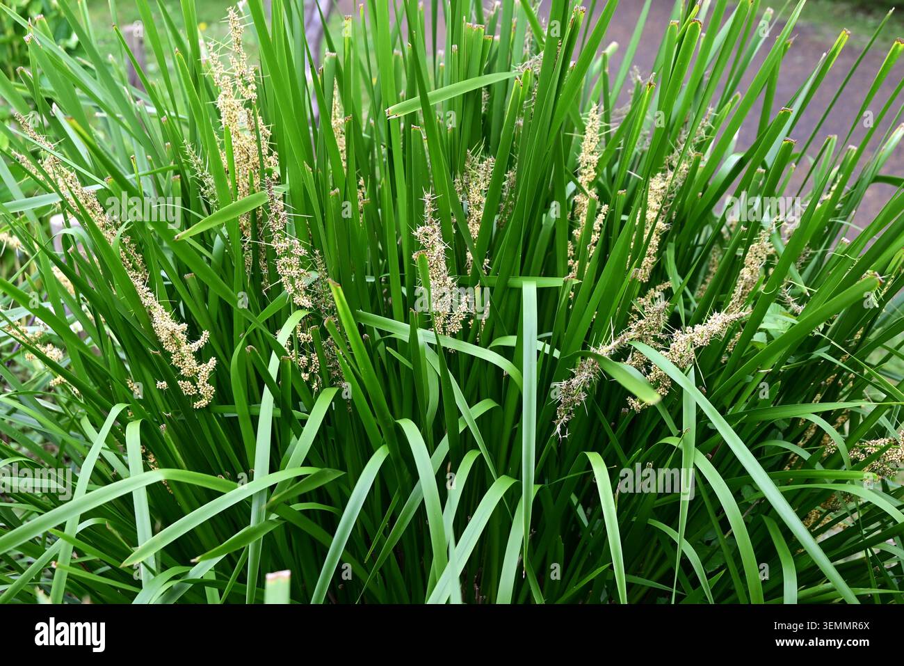 Fleurs de Lomandra longifolia (Spiny-head Mat-Rush). Asparagaceae pérenne à feuilles persistantes. Il produit des fleurs blanches parfumées et crémeuses. Banque D'Images