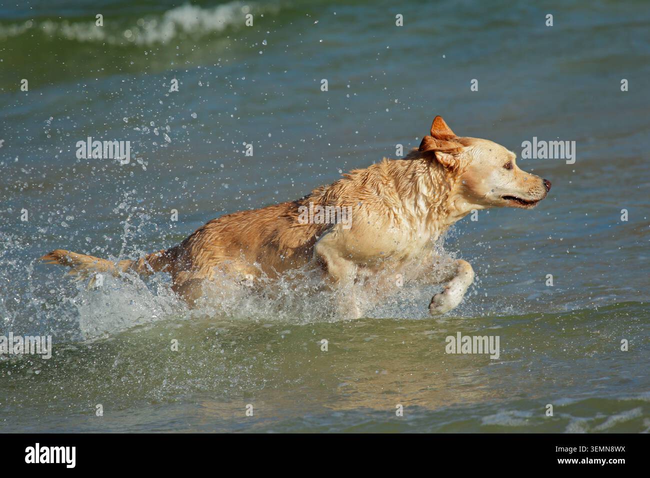 Excité Golden retriever courir et jouer dans les eaux peu profondes sur la plage Banque D'Images