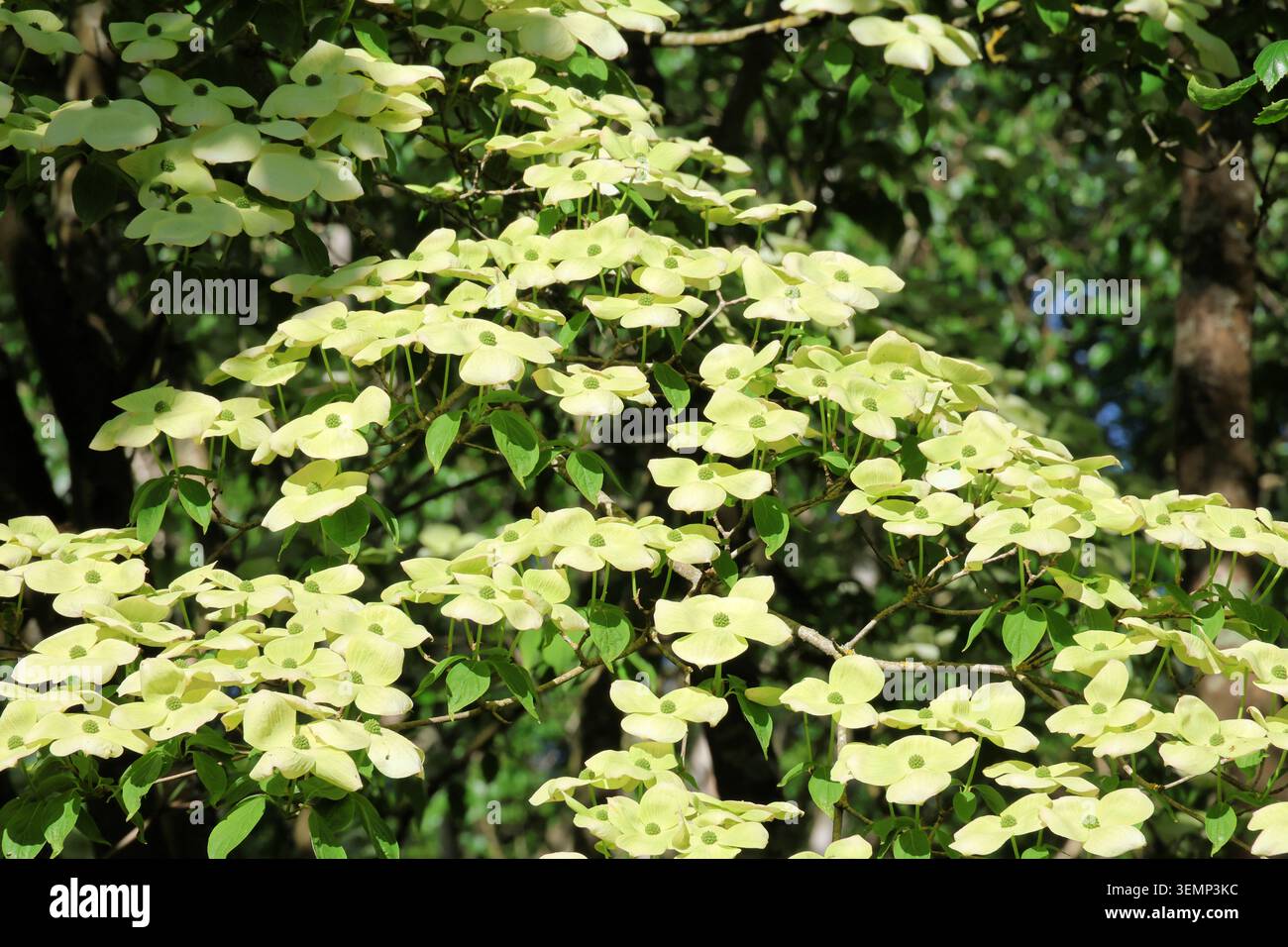 Cornus × rutgersensis Aurora ('Rutban') (série stellaire). Cascade pleine trame de crème de chien prolifique, fleurs vertes blanches au printemps. Banque D'Images
