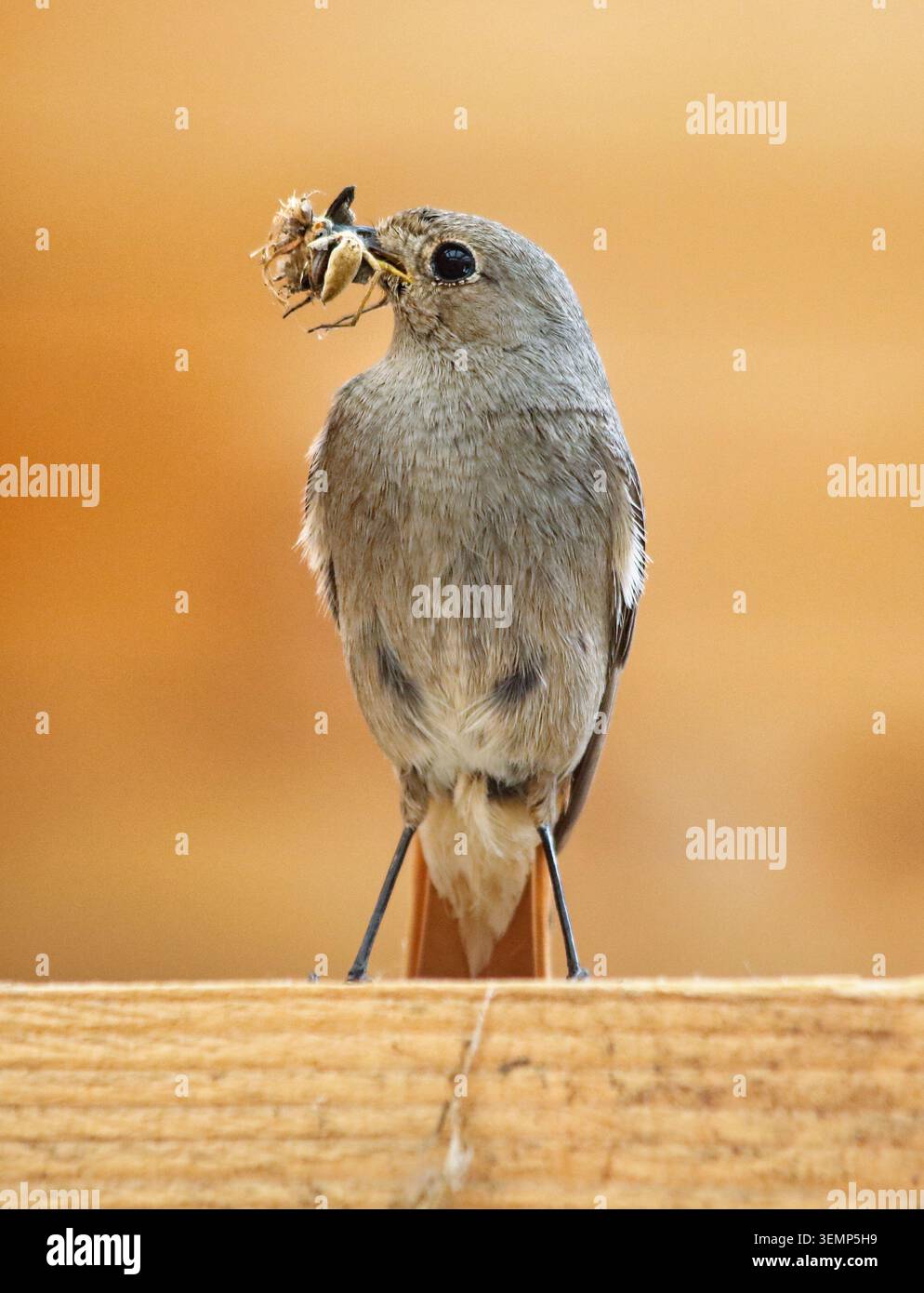 Redstart noir ou Phoenicurus ochruros, perché sur une brindille Banque D'Images