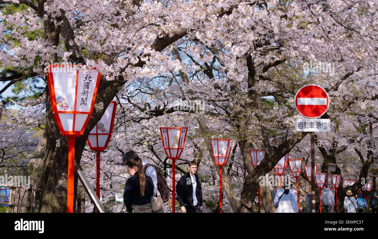 Les visiteurs se promènent sous les cerisiers en fleurs et les lanternes de papier rouge le long d'une avenue de sakura, Kanazawa, Ishikawa, Japon - 12 avril 2025 Banque D'Images