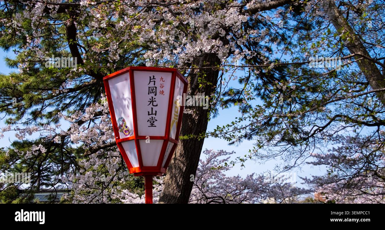 Lanterne en papier rouge avec calligraphie japonaise parmi les cerisiers en fleurs et les pins, Kanazawa, Ishikawa, Japon - 12 avril 2025 Banque D'Images