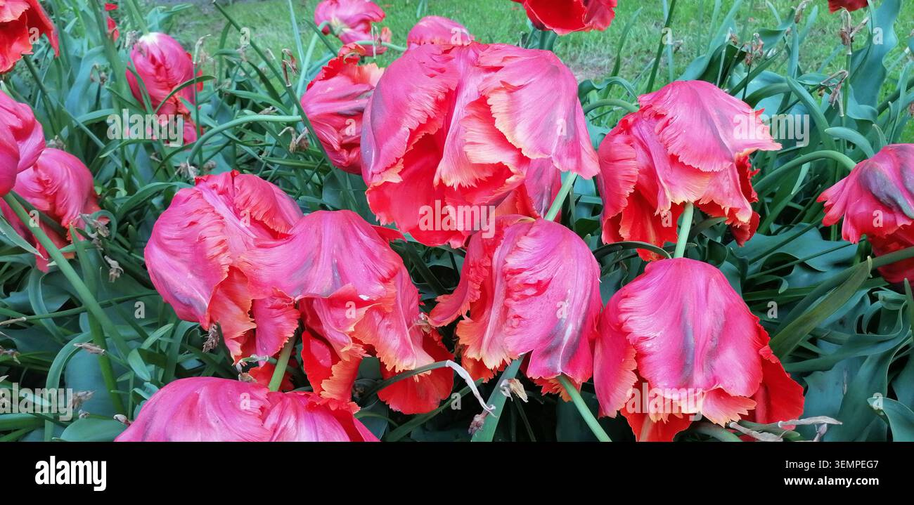 Jardins de Keukenhof aux pays-Bas avec tulipes colorées, jacinthes de raisin, alliums et pétunias fleurissant au printemps - Image de stock capturée avec un smartphone