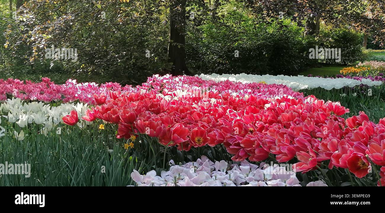 Jardins de Keukenhof aux pays-Bas avec tulipes colorées, jacinthes de raisin, alliums et pétunias fleurissant au printemps - Image de stock capturée avec un smartphone