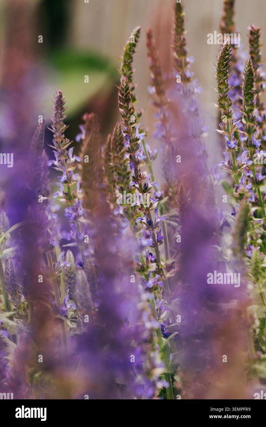 Gros plan de belles fleurs violettes de Salvia Banque D'Images