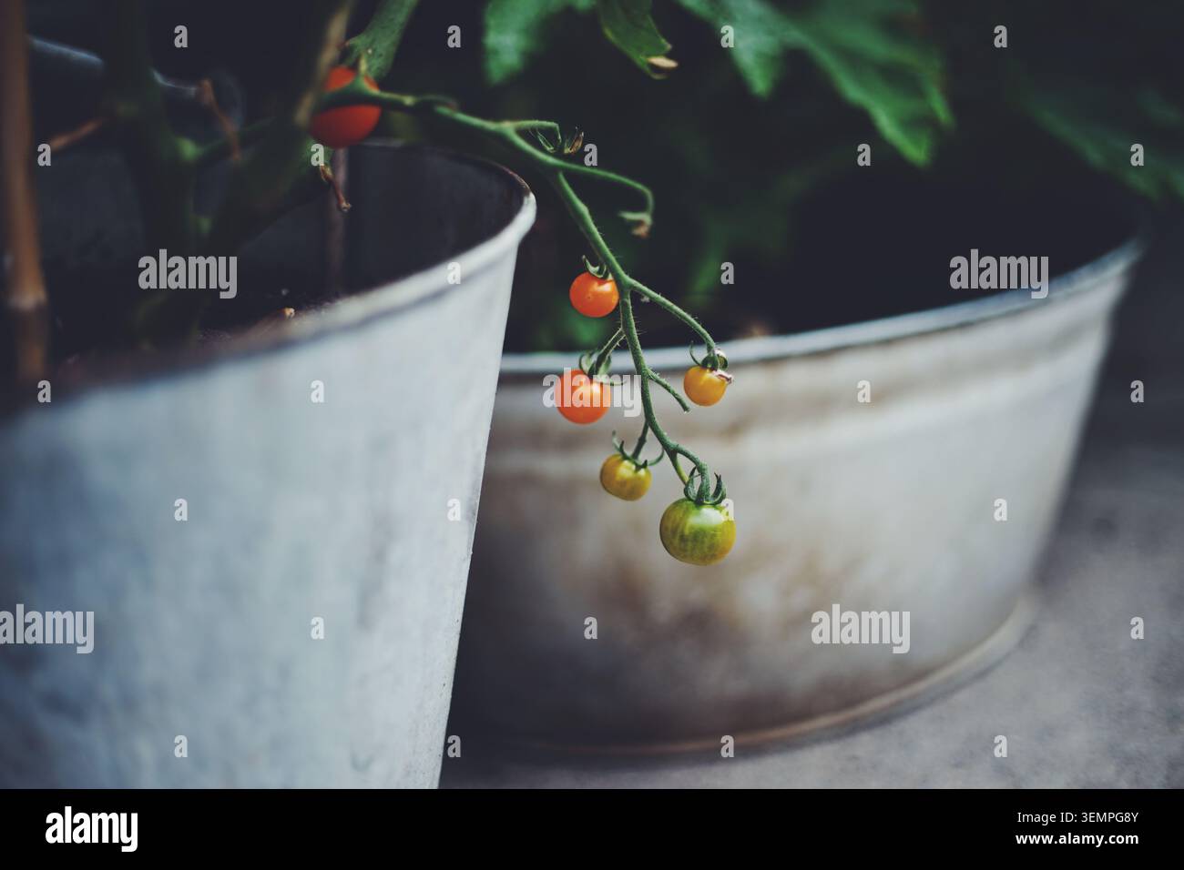 Plan tomate dans un vieux pot en métal Banque D'Images