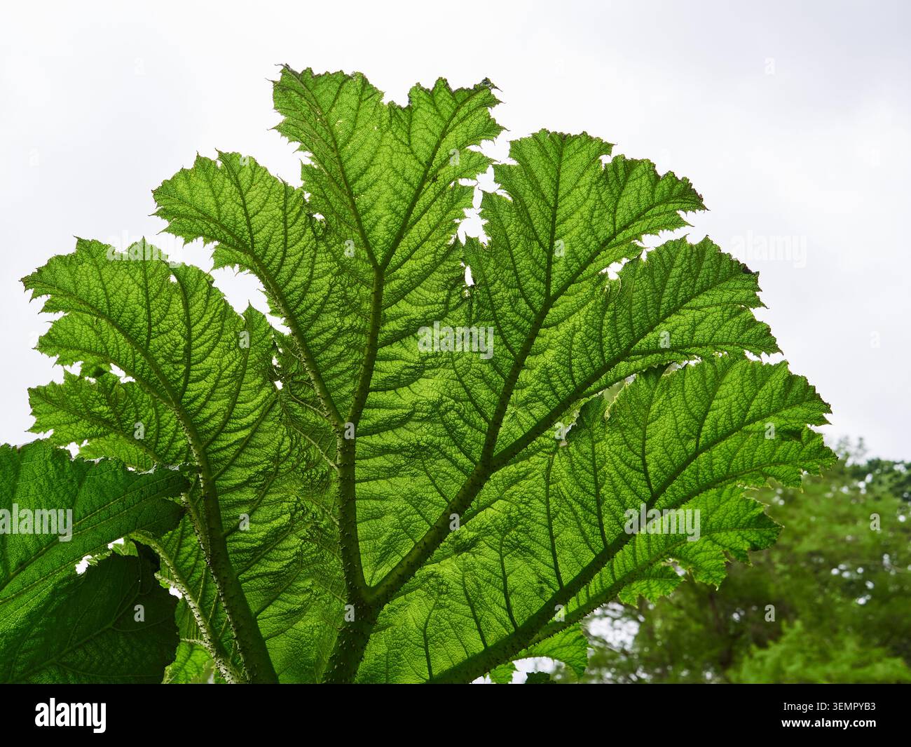 Gunnera Manicata - feuilles de rhubarbe géant à Kew Gardens, Londres Banque D'Images