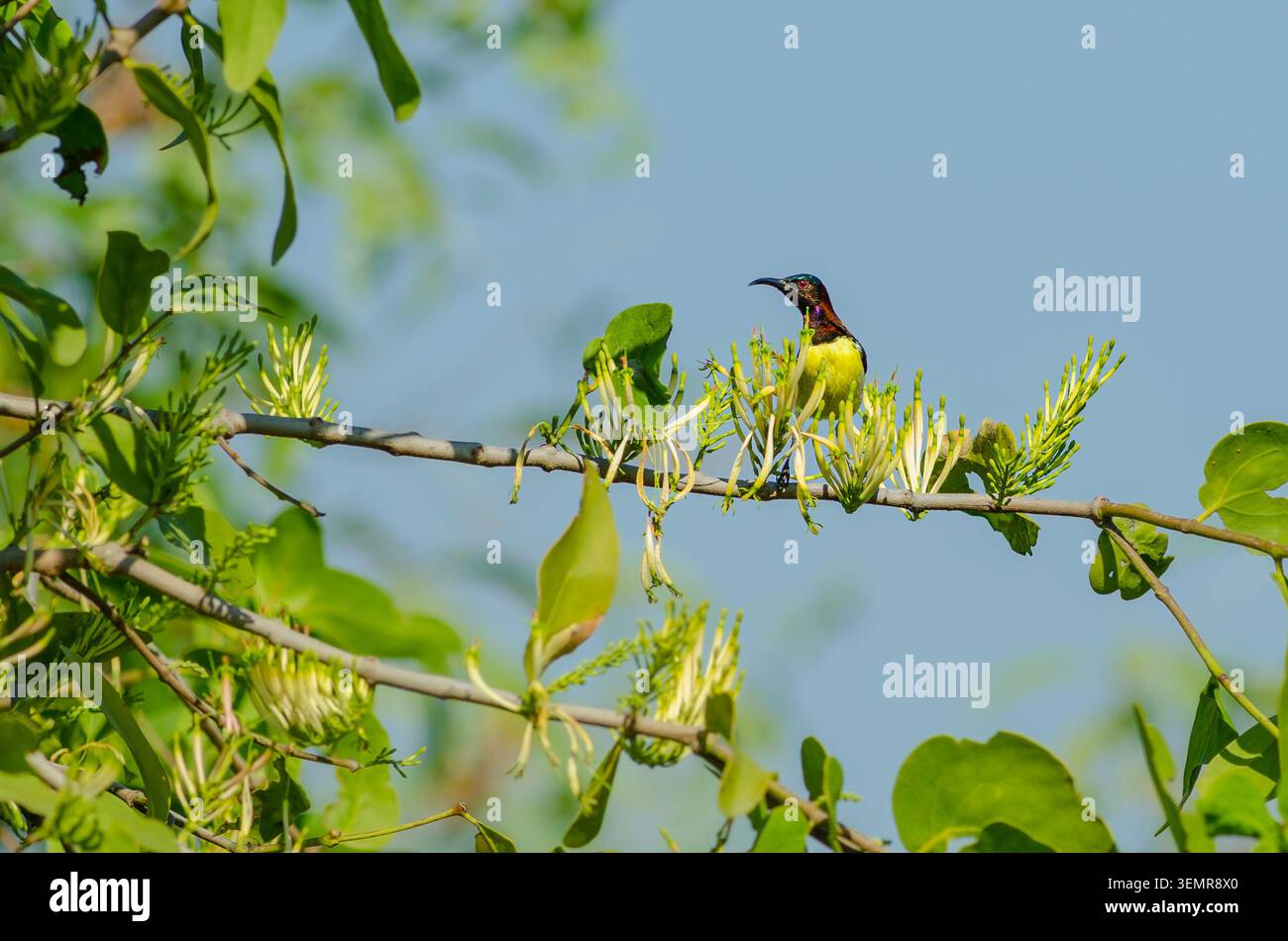 Un Sunbird pourpre-Rumped perché sur une meringue en fleurs ou un arbre Drumstick, photographié à Jambughoda, Gujarat, Inde. Banque D'Images