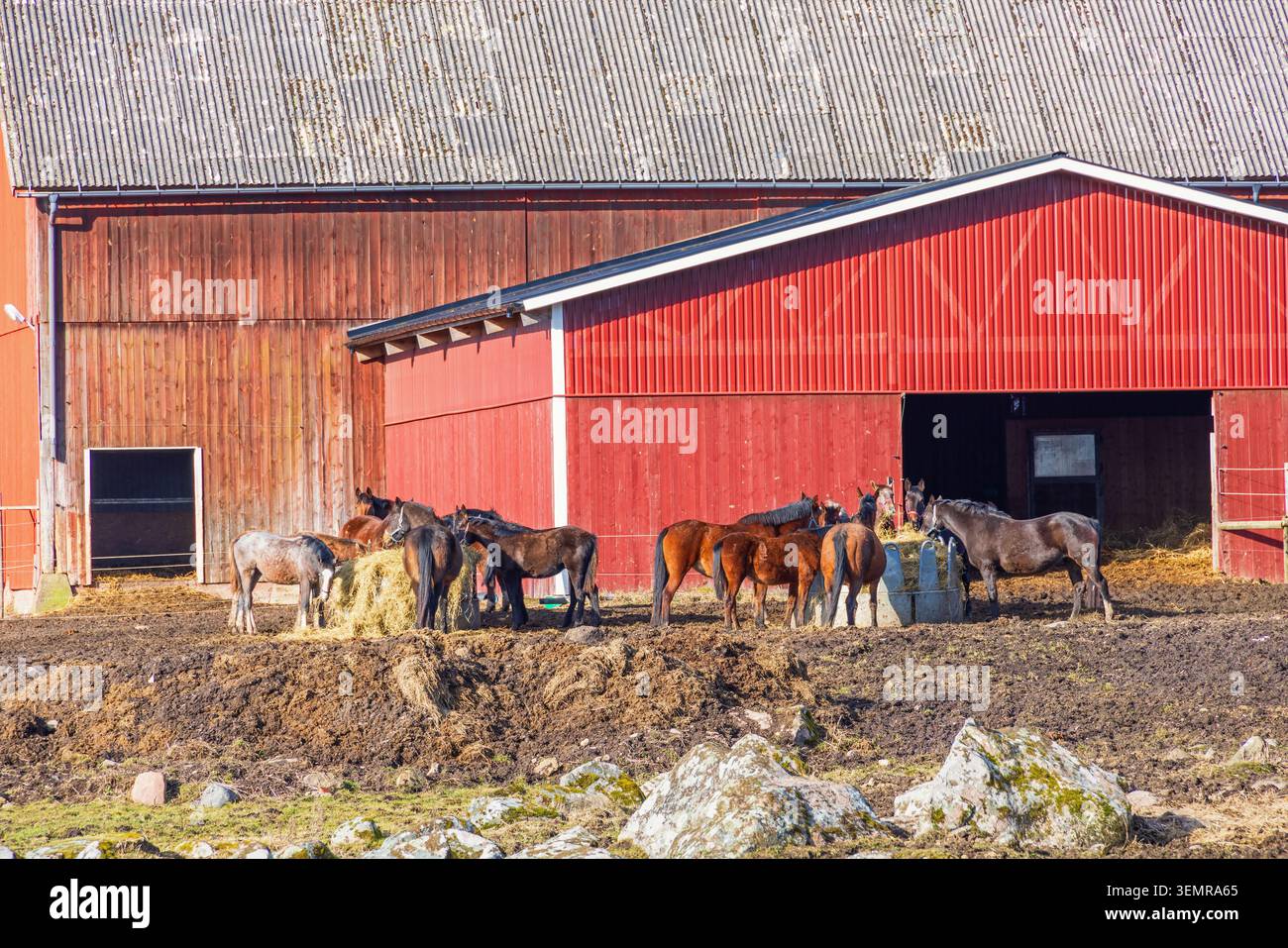 Chevaux mangeant du foin à l'extérieur d'une grange Banque D'Images