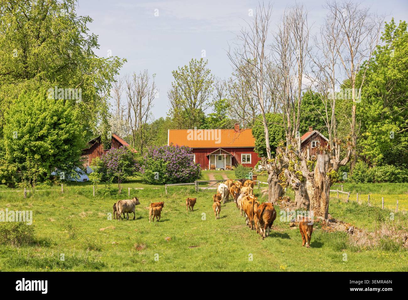 Troupeau de vaches dans un pré par un chalet rouge à la campagne Banque D'Images