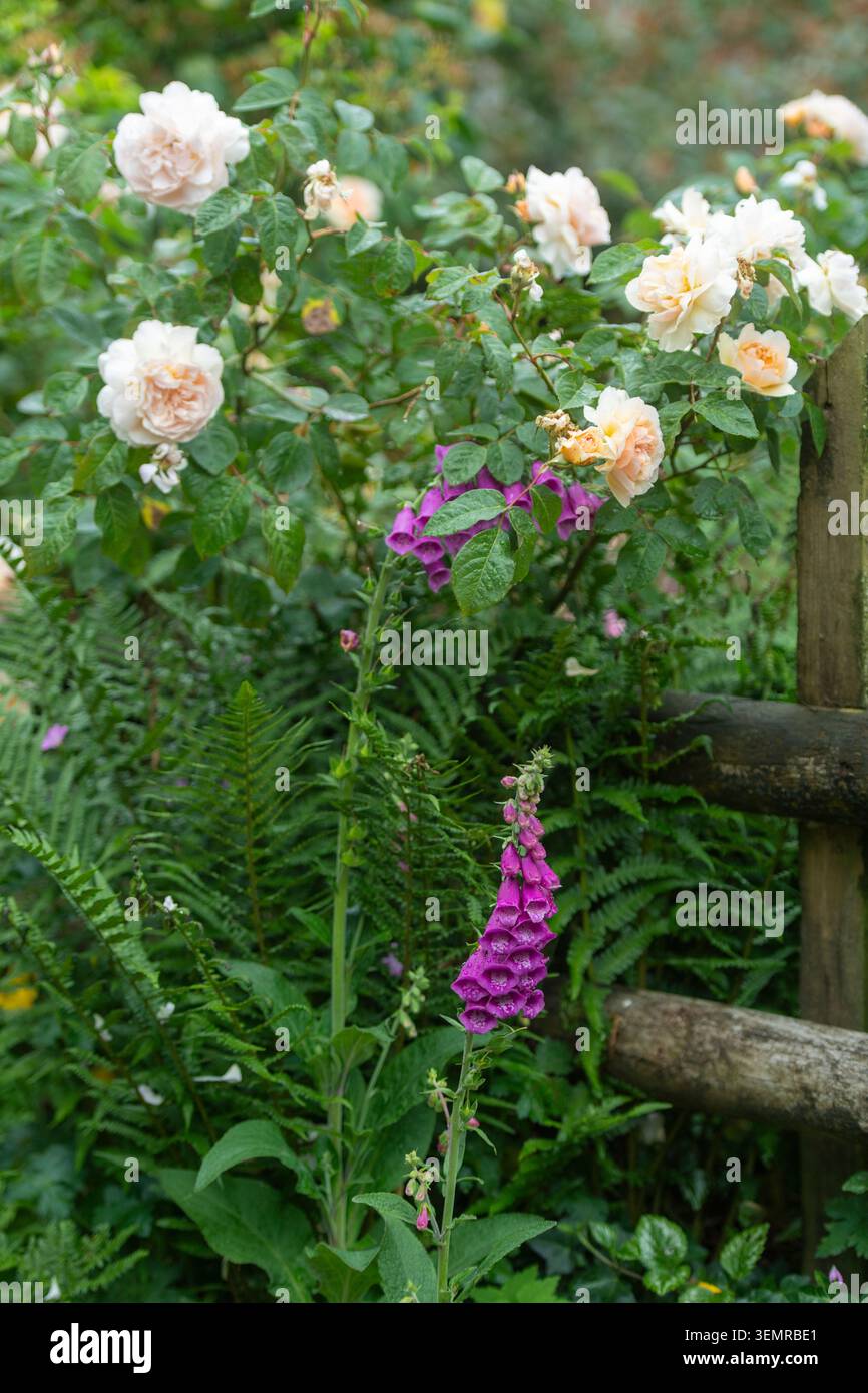 Arbuste rose David Austin couleur pêche avec gant de foxglove et fougère dans un jardin de chalet Banque D'Images