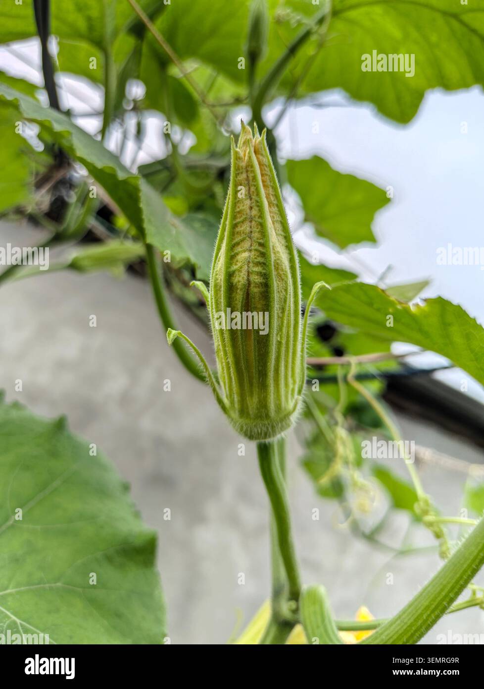 Boutons floraux de citrouille douce (misti kumrar ful er koli) poussant sur une vigne dans un champ rural du Bangladesh. Bourgeons verts frais et vrilles de pla de citrouille Banque D'Images