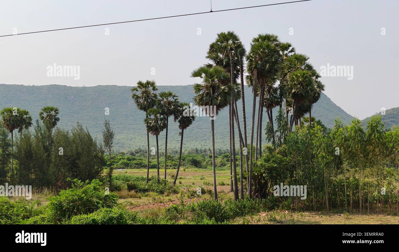 Grands palmiers debout dans une vallée verdoyante entourée de collines et de végétation naturelle dans l'Inde rurale. - Image de stock capturée avec un smartphone