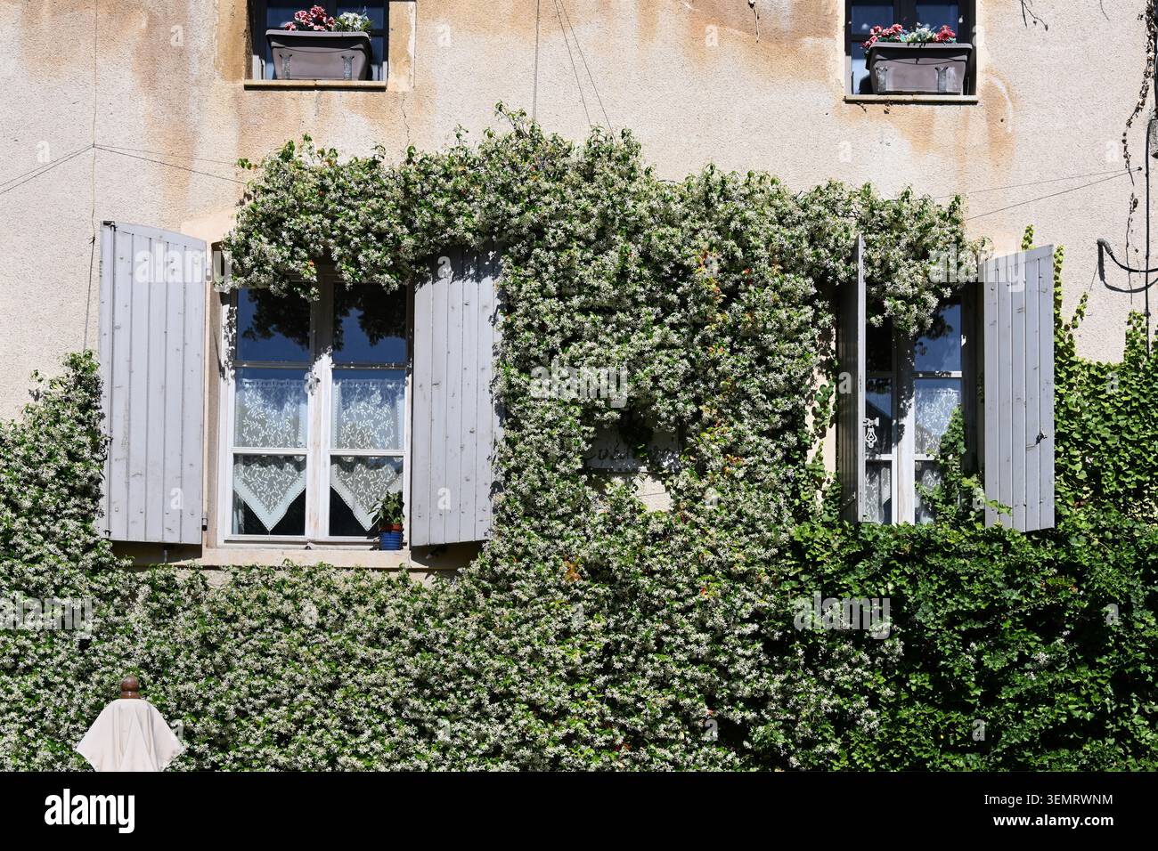 Plante murale, lierre grimpant, vigne ou plante grimpante sur la façade d'une maison traditionnelle ou ancienne du village avec volets à Lourmarin Luberon Provence France Banque D'Images