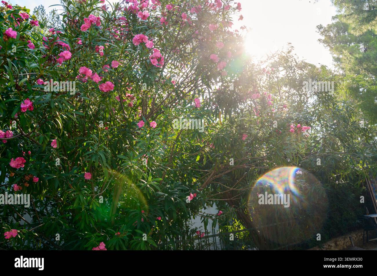 Arbuste rhododendron avec des fleurs roses vibrantes fleurissant sous la lumière du soleil matinal dans un champ de parc. Concept de beauté botanique naturelle, printemps a Banque D'Images