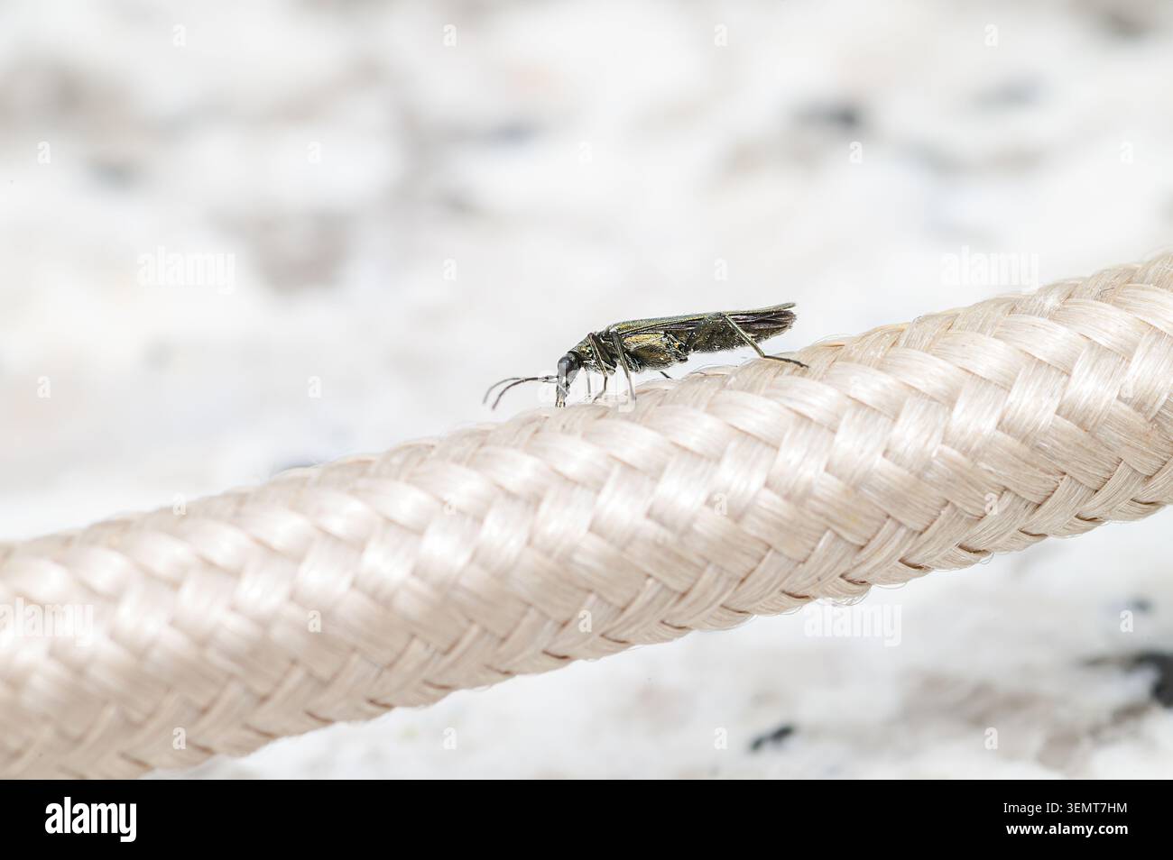 Insecte irisé ressemblant à un coléoptère marchant sur une épaisse corde beige tressée, plan macro Banque D'Images