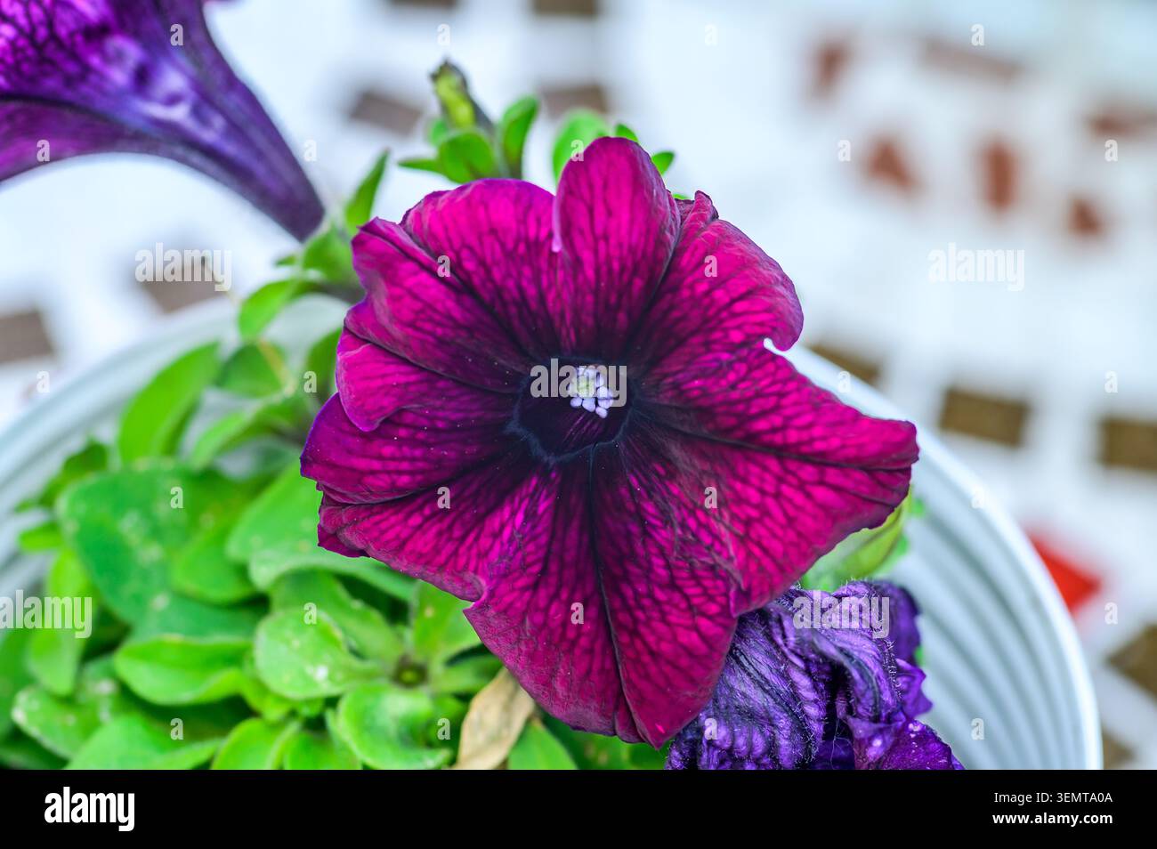 Une vue rapprochée d'un riche pétunia magenta mettant en valeur sa délicate structure de pétales et ses veines sombres sur un feuillage vert luxuriant Banque D'Images