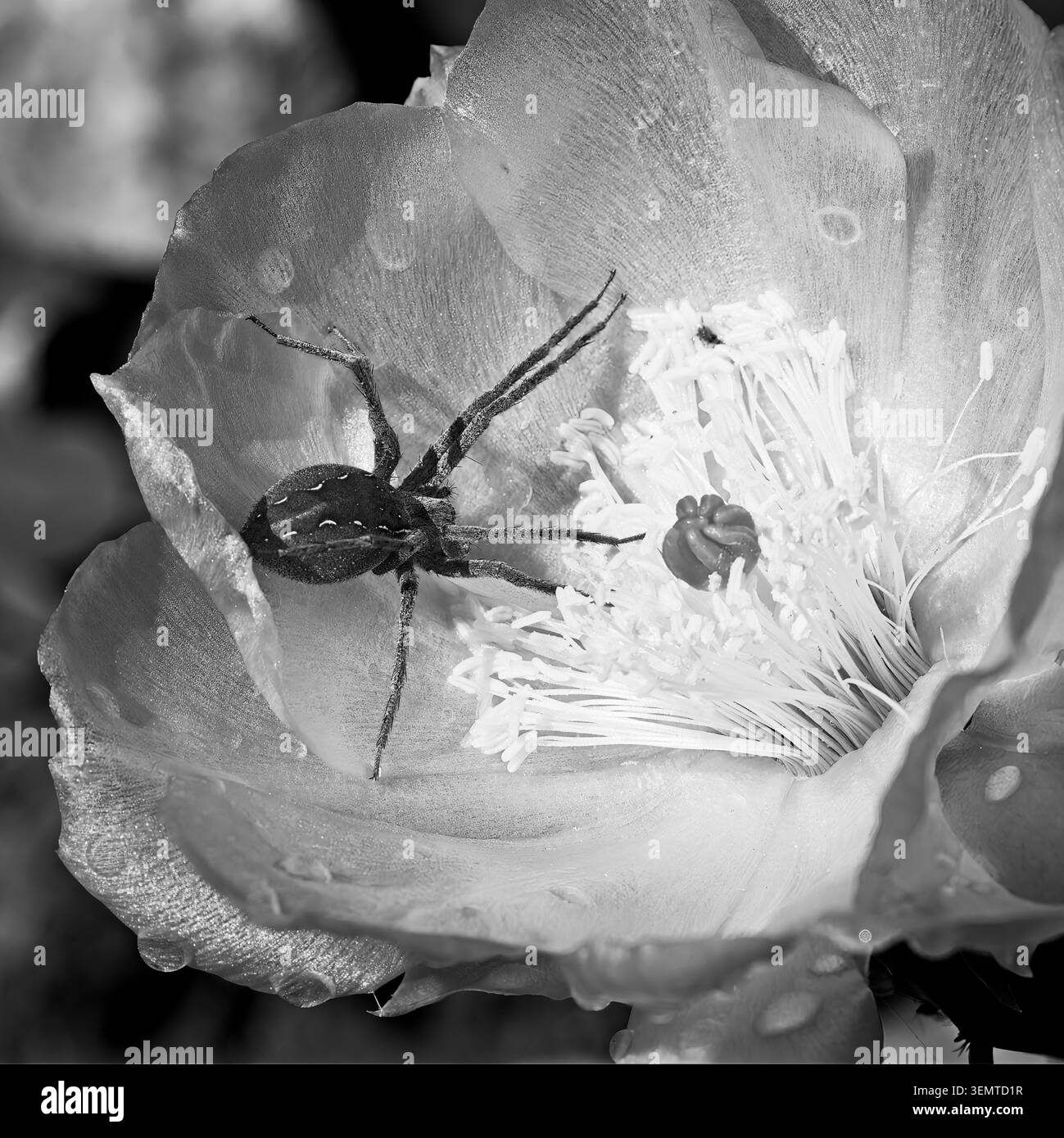 Superbe photo macro en gros plan extrême d'une araignée crabe brune (famille des Thomisidae) positionnée à l'intérieur d'un cactus de barbarie jaune éclatant (Opuntia) Banque D'Images