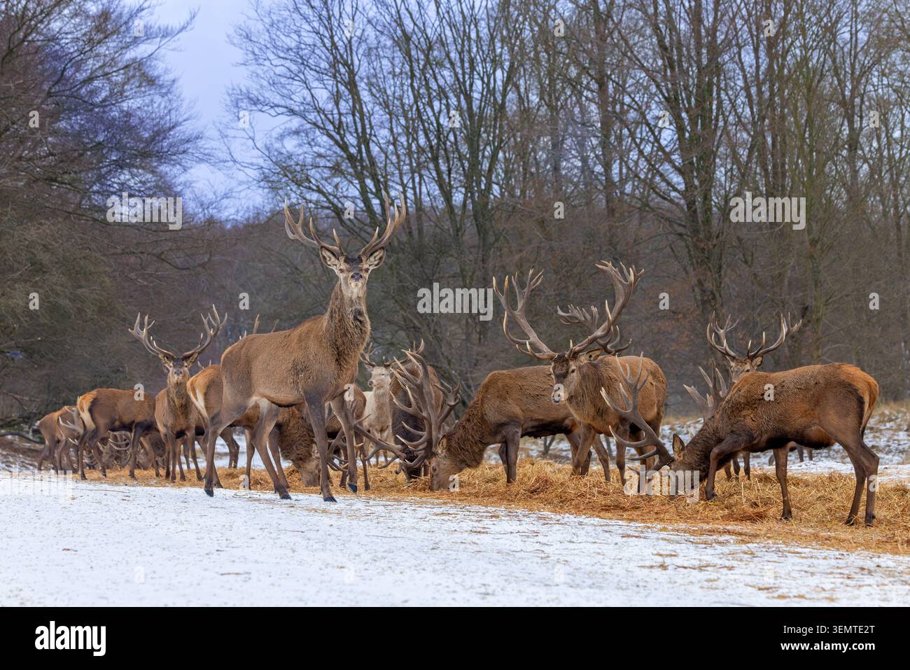 Alimentation hivernale complémentaire des cerfs/mâles cerfs roux (Cervus elaphus) en étalant du foin dans une forêt couverte de neige Banque D'Images