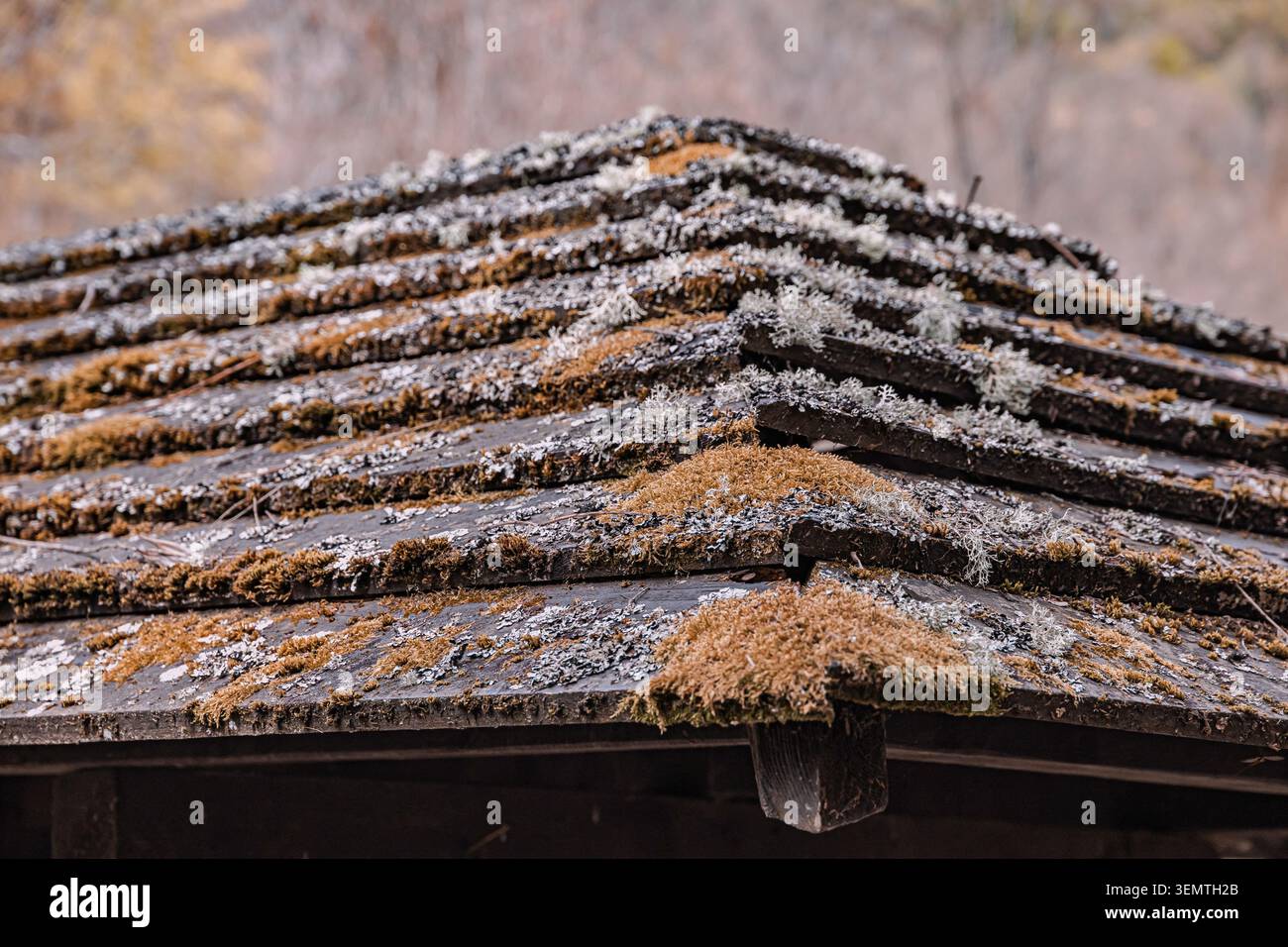 Toiture en bardeaux de bois en décomposition au fil du temps, recouverte de mousse brune et de lichen blanc, illustrant la décomposition organique sur le bois Banque D'Images