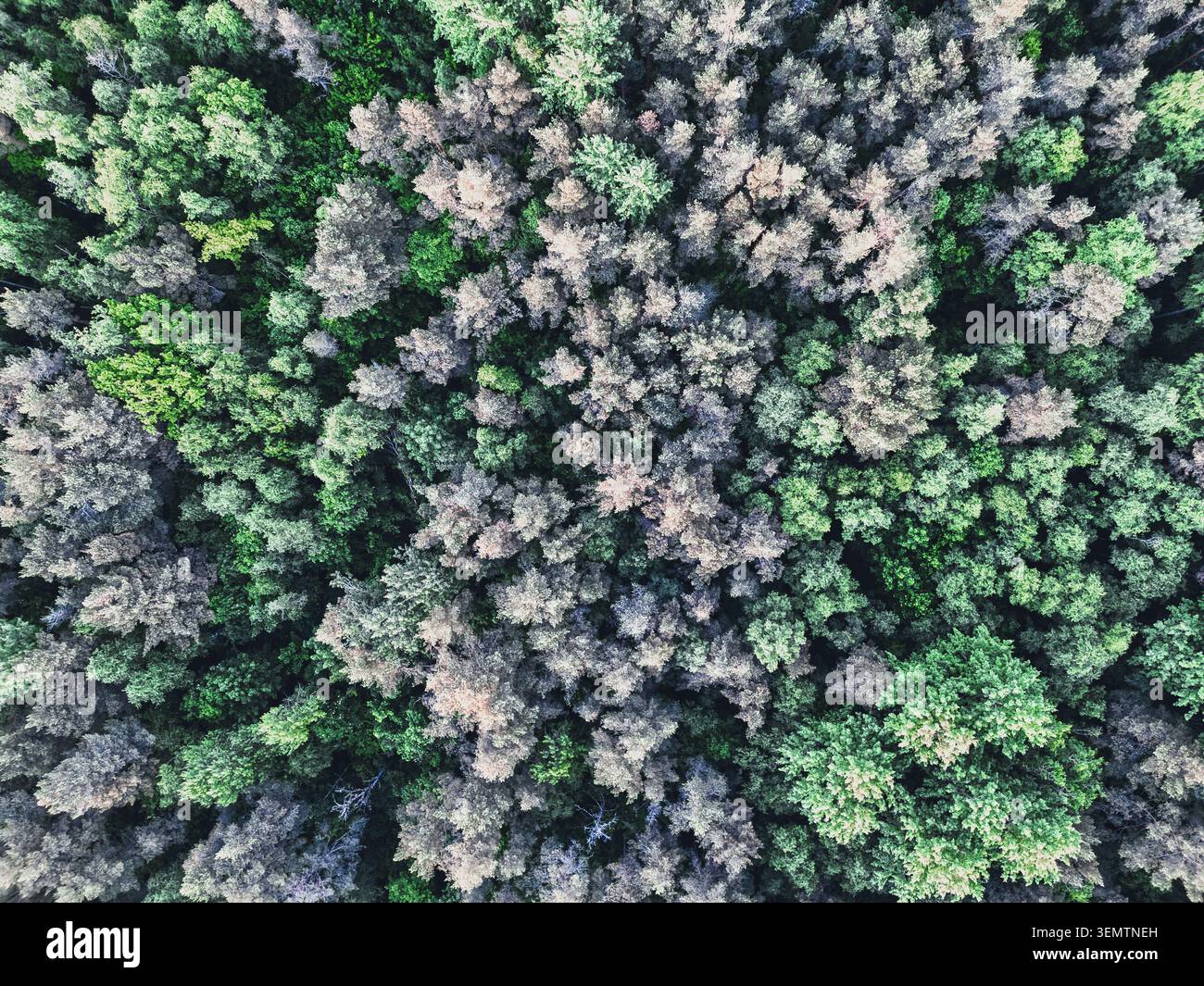Drone vue de dessus en bas d'une forêt de pins verts dense en Estonie Banque D'Images