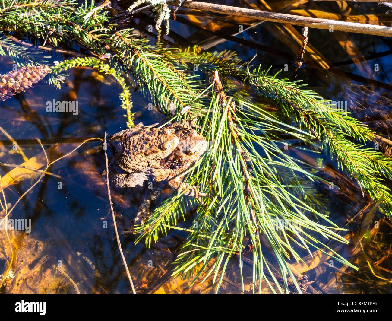 deux grenouilles gros plan se trouve sur des brindilles tombées dans un marais forestier lors d'une journée chaude ensoleillée de printemps Banque D'Images