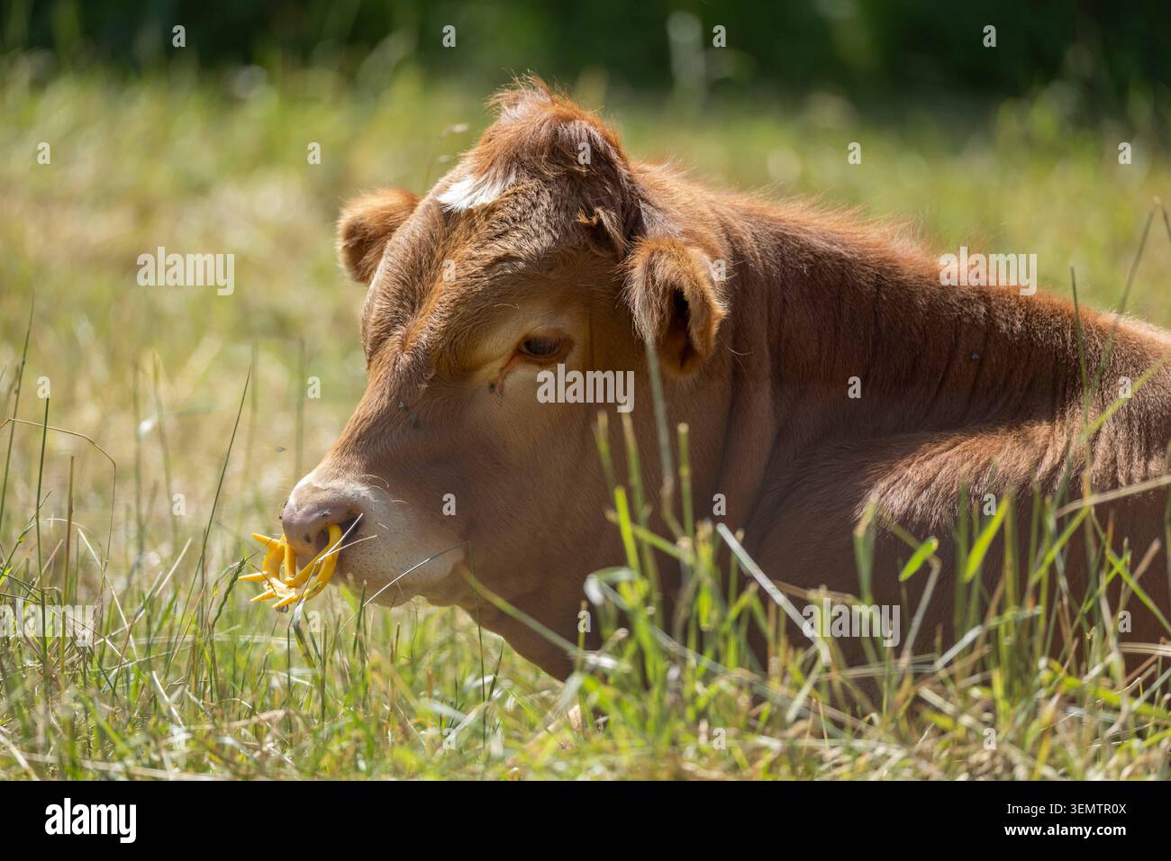 Une photographie rapprochée d'un veau brun pâturant dans un pré ensoleillé. Le mollet porte un anneau nasal ou un dispositif anti-succion. Banque D'Images