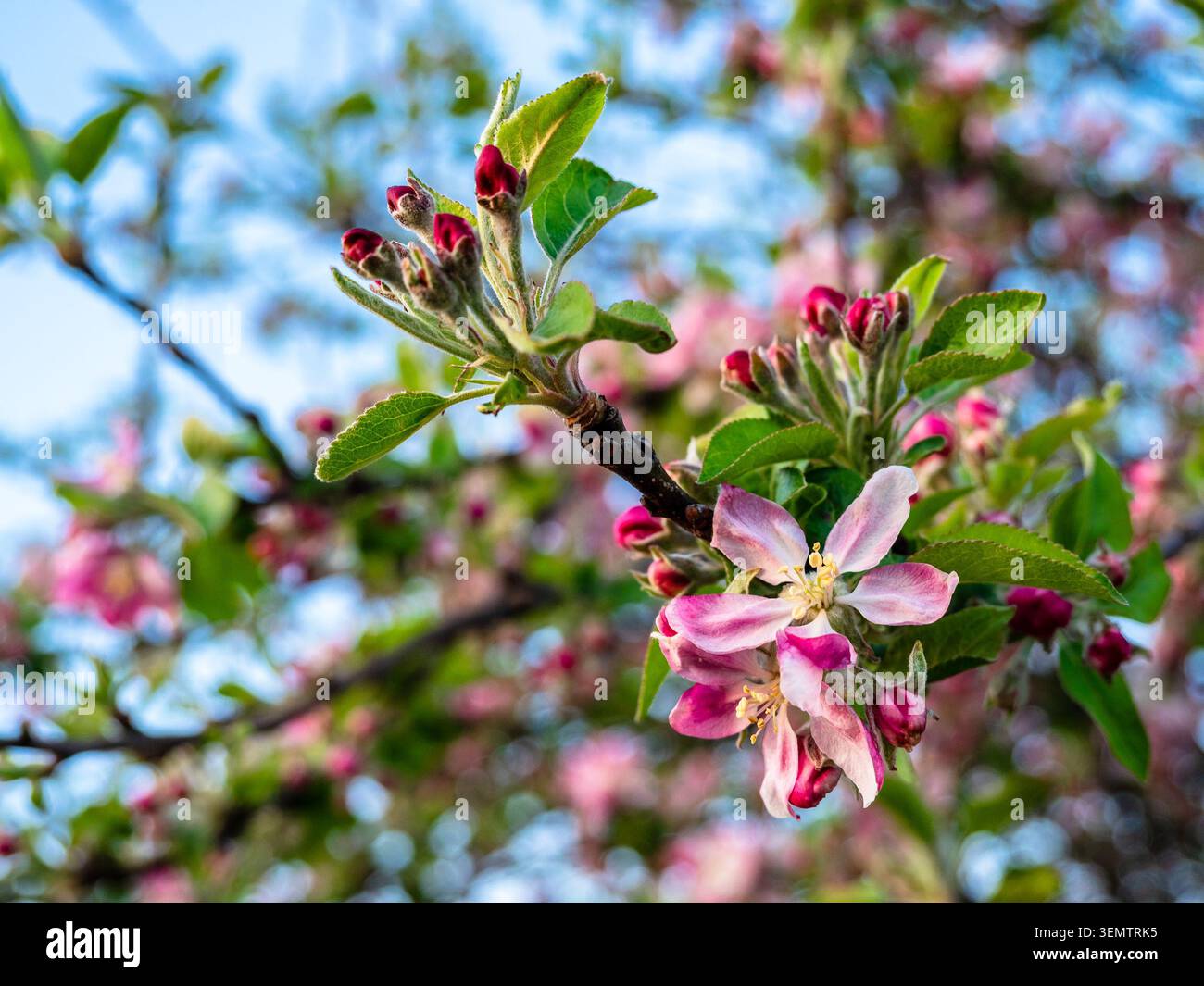 gros plan de fleurs roses d'une branche de pommier au crépuscule du printemps soir Banque D'Images