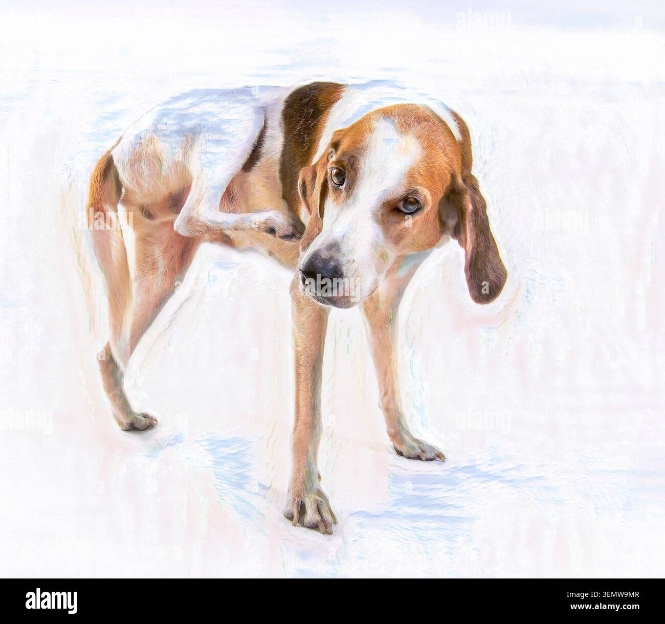 Walker Hound chien se grattant sur fond haute clé, art photo numérique Banque D'Images