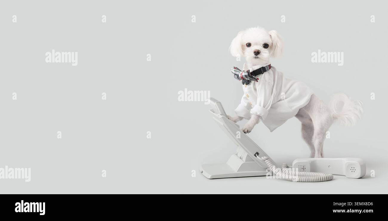 Chien maltais en chemise blanche et noeud papillon répondant téléphone fixe, communication d'affaires et concept de service à la clientèle, le chien se tient debout avec ses pattes sur Banque D'Images