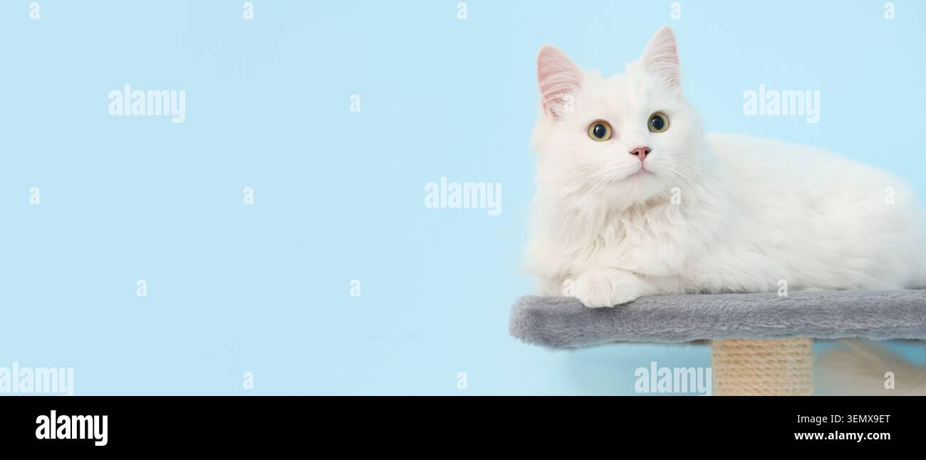Chat blanc moelleux avec des yeux jaunes reposant sur un arbre à chat gris sur un fond bleu clair, le félin domestique est positionné contre une lumière propre et claire Banque D'Images