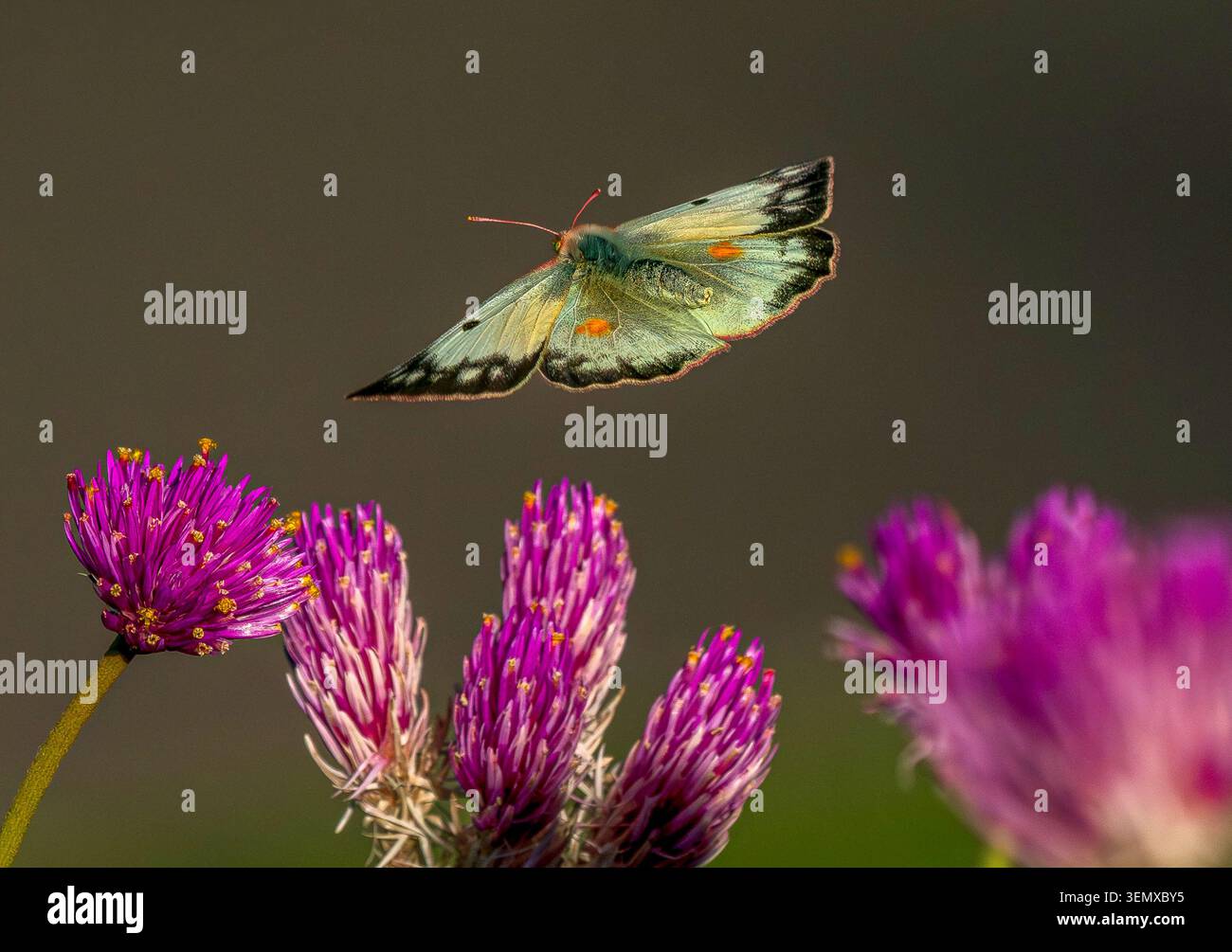 Un beau papillon de soufre avec de grandes ailes ouvertes volant au-dessus d'un jardin de fleurs Globe Amaranth. Vue rapprochée. Banque D'Images