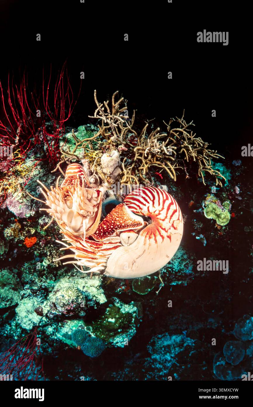Une photographie sous-marine de deux nautilus chambrés, Nautilus pompilius, un mollusque marin et membre de la classe des céphalopodes, capturés en WA indonésien Banque D'Images