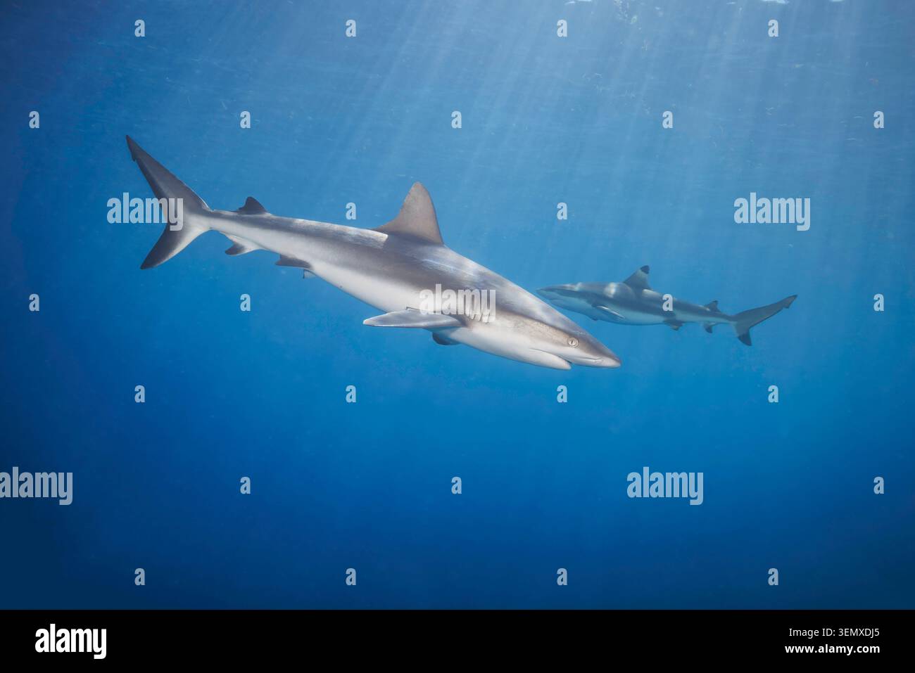 Une femelle de requin gris de récif, Carcharhinus amblyrhynchos, au premier plan avec une femelle de requin à pointe noire, Carcharhinus melanopterus, nageant derrière Banque D'Images