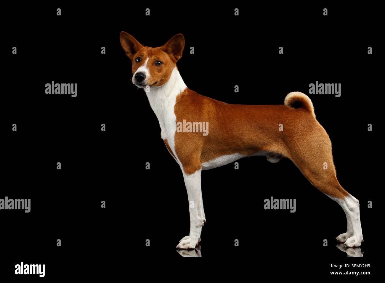 Blanc avec chien Basenji rouge debout avec queue bouclée, sur fond noir isolé avec réflexion Banque D'Images