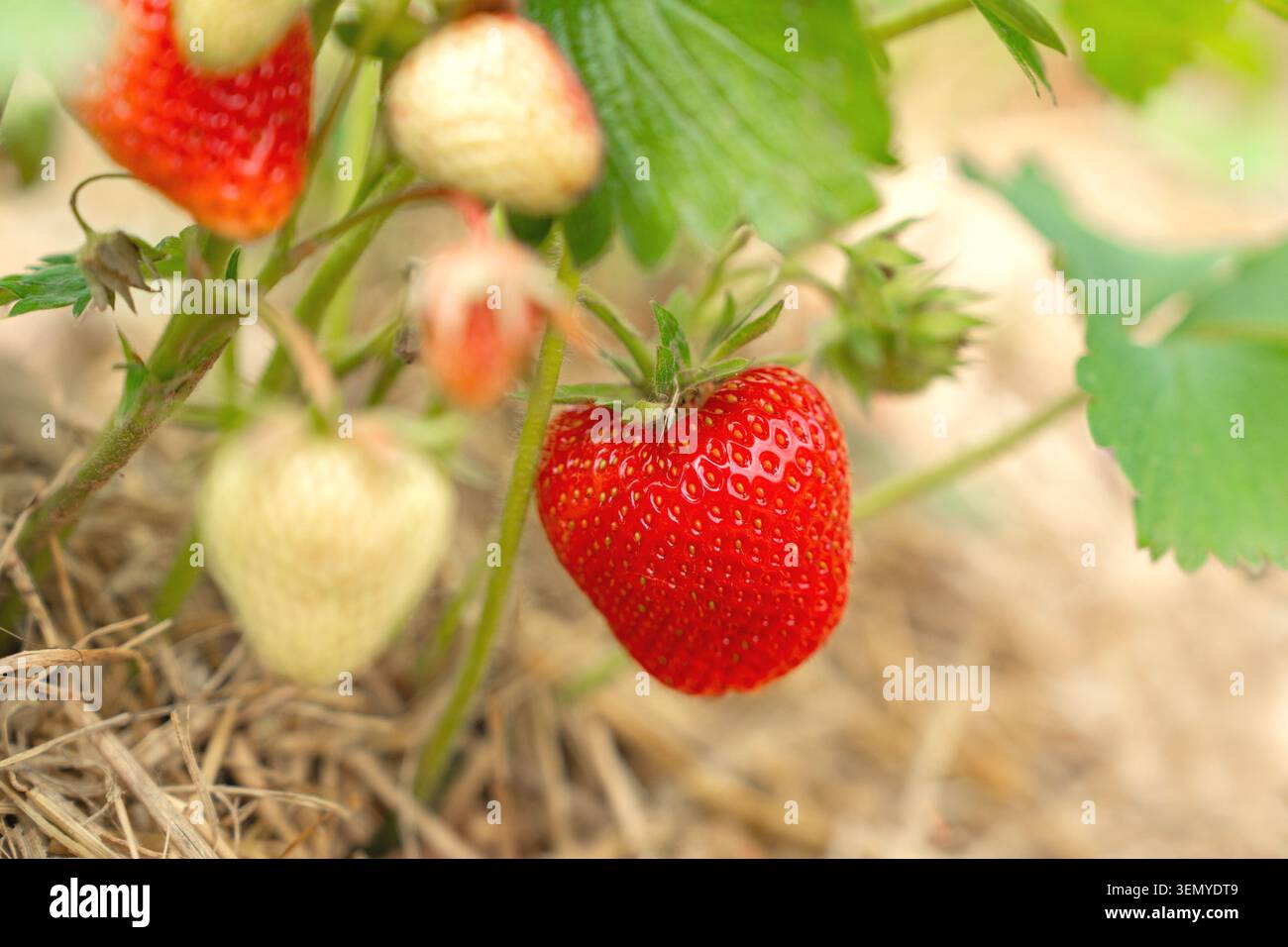 Gros plan d'une plante de fraise dans un lit de jardin avec une baie mûre rouge vif et plusieurs fruits verts et blancs non mûrs. Le sol est recouvert de Banque D'Images