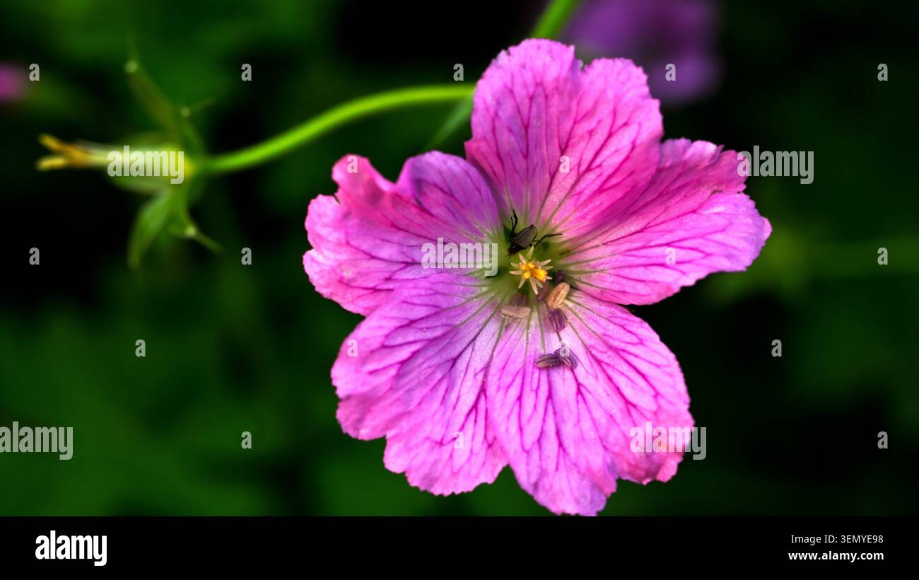 Gros plan d'une tête de fleur rose d'une grue - bec ou Geranium, montrant une couleur vibrante avec des veines distinctives Banque D'Images