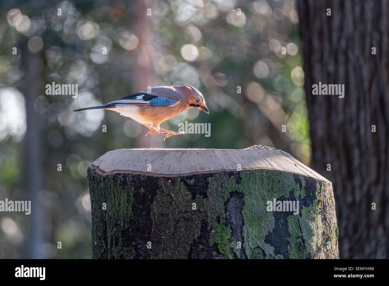 jay eurasien (Garrulus glandarius) atterrissant sur une souche d'arbre avec un produit alimentaire dans le projet de loi, Londres, Angleterre, Royaume-Uni Banque D'Images