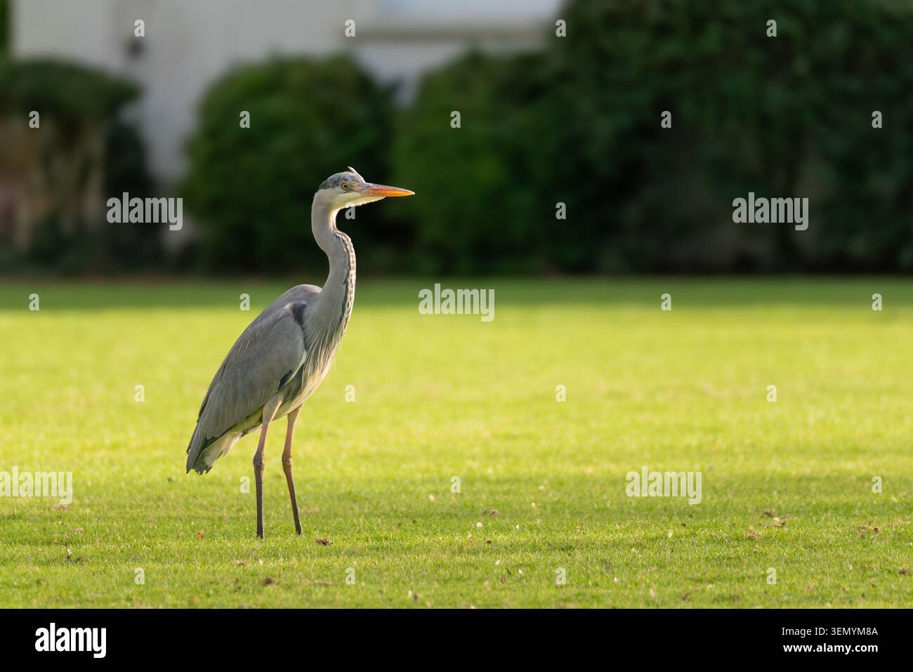 Héron gris (Ardea cinerea) debout alerte sur pelouse d'herbe dans un parc urbain, Londres, Angleterre, Royaume-Uni Banque D'Images