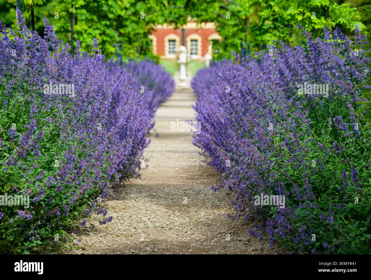 Un sentier serpente à travers les rives de belles fleurs bleues de Salvia, (Salvia nemorosa), à Lytham Hall, Lytham, Lancashire, ROYAUME-UNI Banque D'Images