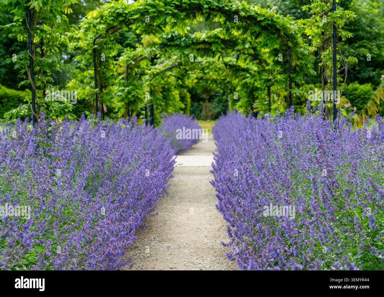 Un sentier serpente à travers des banques de fleurs bleues de Salvia, (Salvia nemorosa), sous une arche verte luxuriante à Lytham Hall, Lytham, Lancashire, Royaume-Uni Banque D'Images