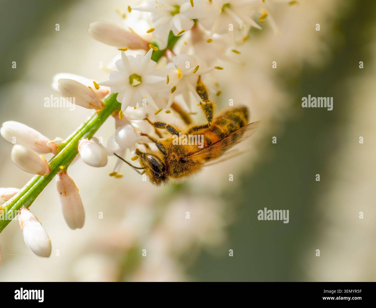Une abeille de miel industrieuse, pollinisant les fleurs blanches d'une plante Cordyline Banque D'Images
